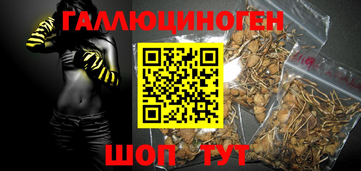 Псилоцибиновые грибы Psilocybine cubensis  Вход с VPN  Кингисепп 